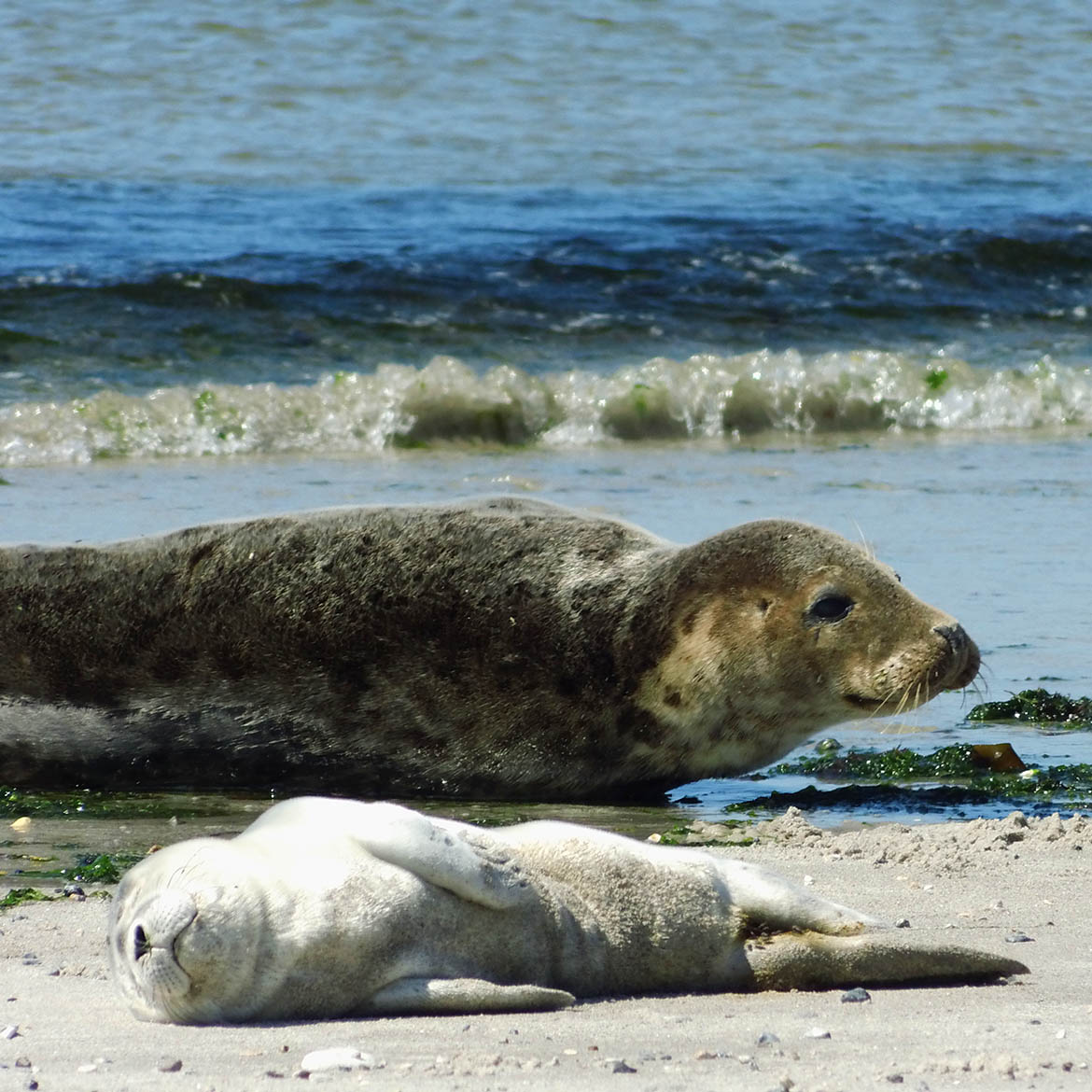 Nationalpark Wattenmeer